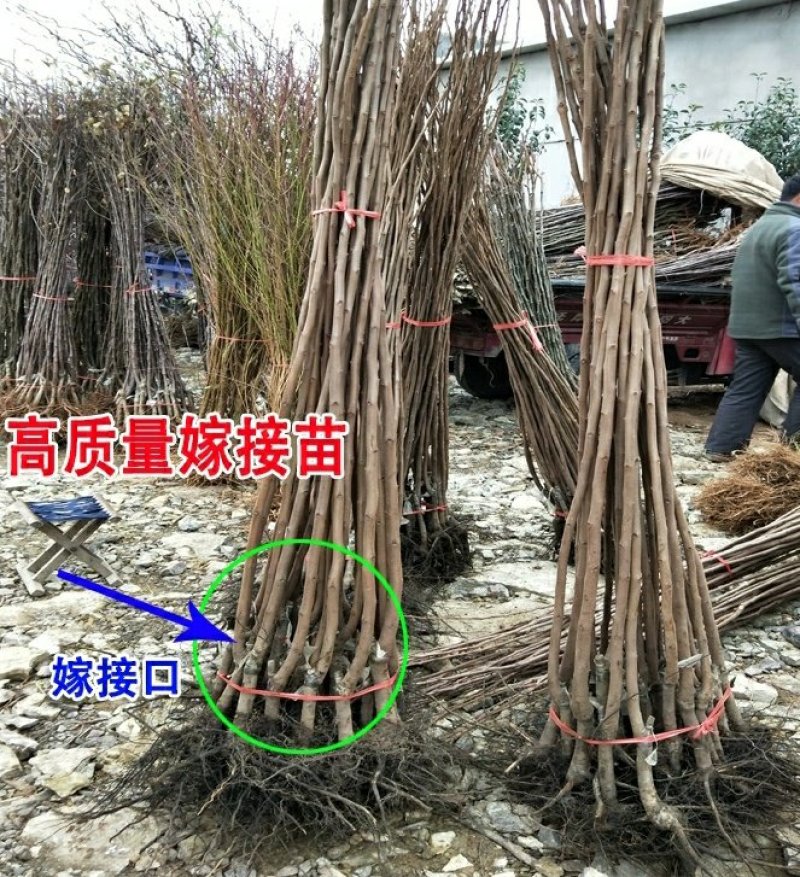 无籽方柿苗脆甜柿子树苗无核方柿树苗嫁接果树苗南方北方种植