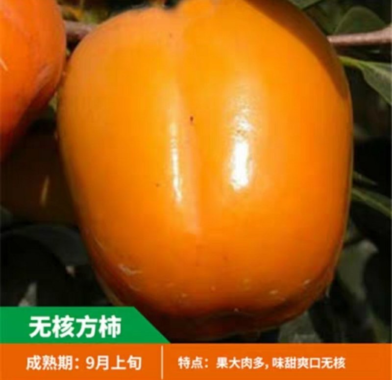 无籽方柿苗脆甜柿子树苗无核方柿树苗嫁接果树苗南方北方种植