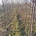 批发苹果树苗基地大量供应维纳斯苹果树苗价格便宜