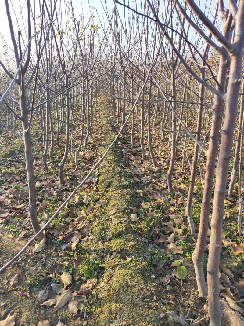 批发苹果树苗基地大量供应维纳斯苹果树苗价格便宜