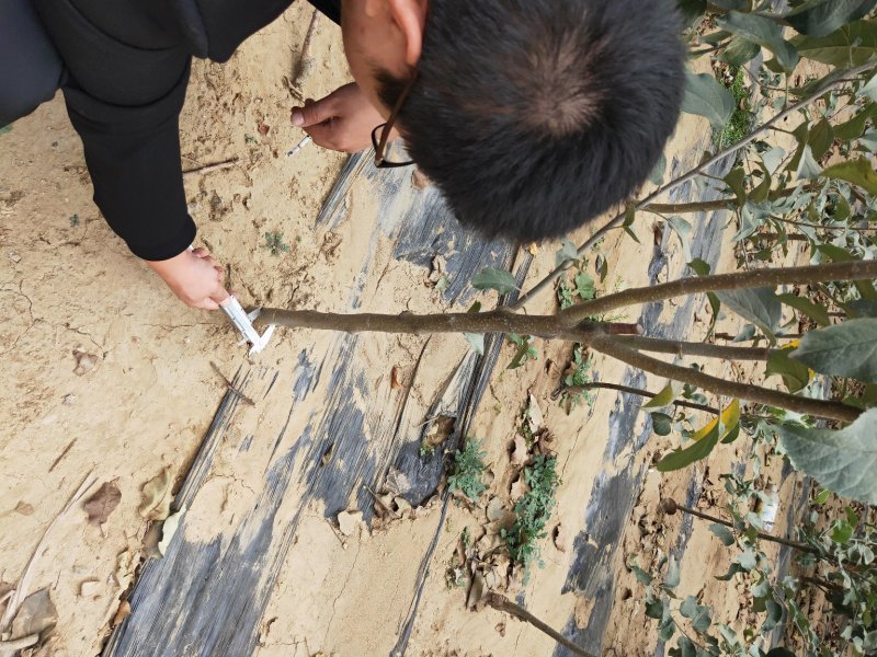 批发苹果树苗基地大量供应维纳斯苹果树苗价格便宜