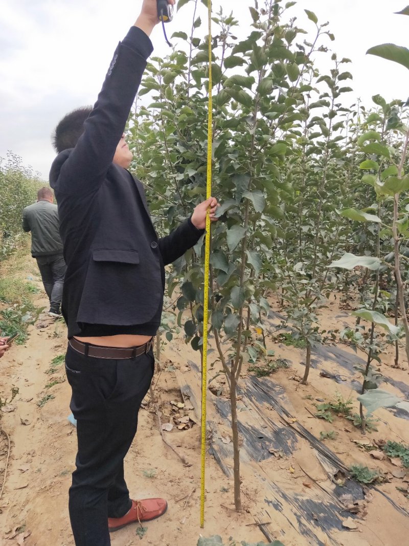 批发苹果树苗基地大量供应维纳斯苹果树苗价格便宜