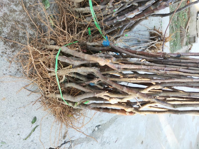 批发苹果树苗基地大量供应维纳斯苹果树苗价格便宜