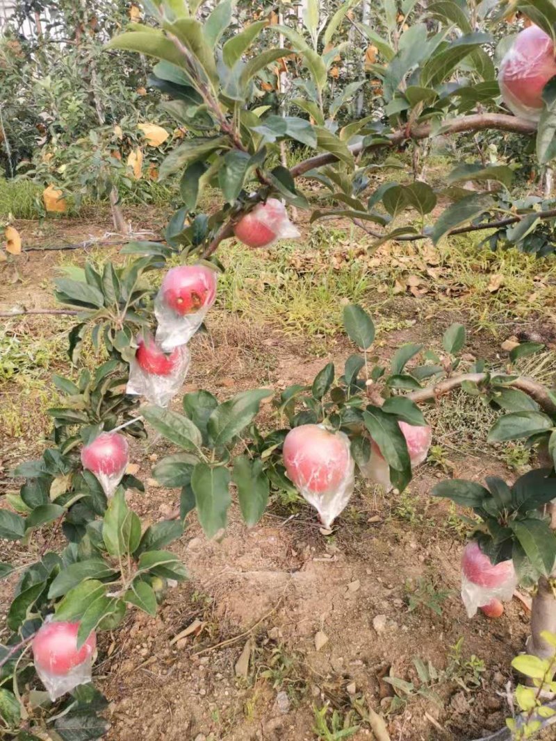 批发苹果树苗基地大量供应维纳斯苹果树苗价格便宜