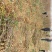 批发苹果树苗基地大量供应维纳斯苹果树苗价格便宜