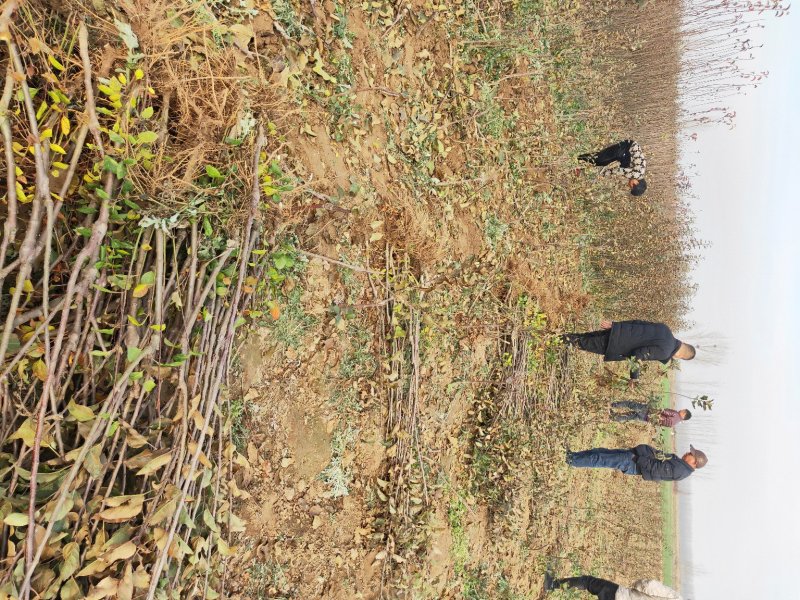批发苹果树苗基地大量供应维纳斯苹果树苗价格便宜