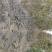 批发苹果树苗基地大量供应维纳斯苹果树苗价格便宜