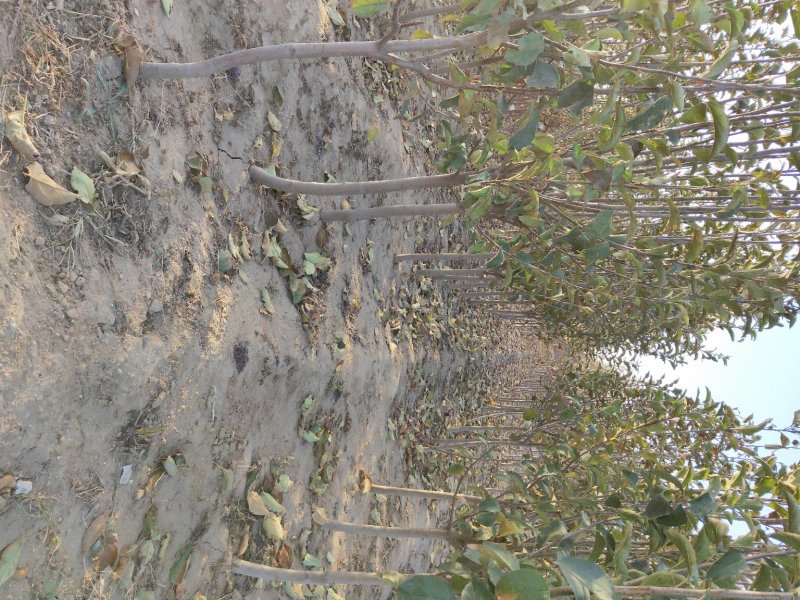 批发苹果树苗基地大量供应维纳斯苹果树苗价格便宜
