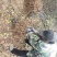 批发苹果树苗基地大量供应维纳斯苹果树苗价格便宜
