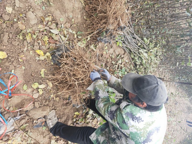 批发苹果树苗基地大量供应维纳斯苹果树苗价格便宜