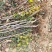 批发苹果树苗基地大量供应维纳斯苹果树苗价格便宜