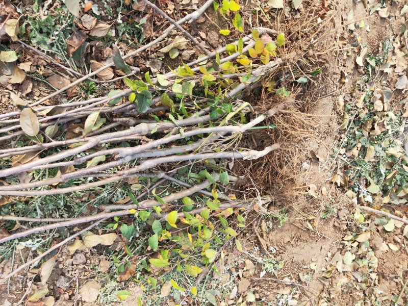 批发苹果树苗基地大量供应维纳斯苹果树苗价格便宜