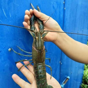 澳洲龙虾苗/量大从优全国包邮。