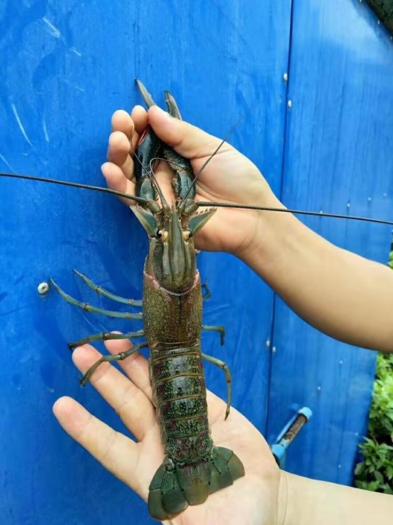 澳洲龙虾苗/量大从优全国包邮。