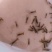 澳洲龙虾苗/量大从优全国包邮。