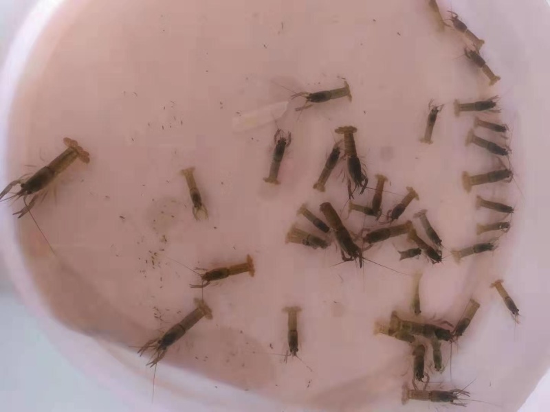 澳洲龙虾苗/量大从优全国包邮。