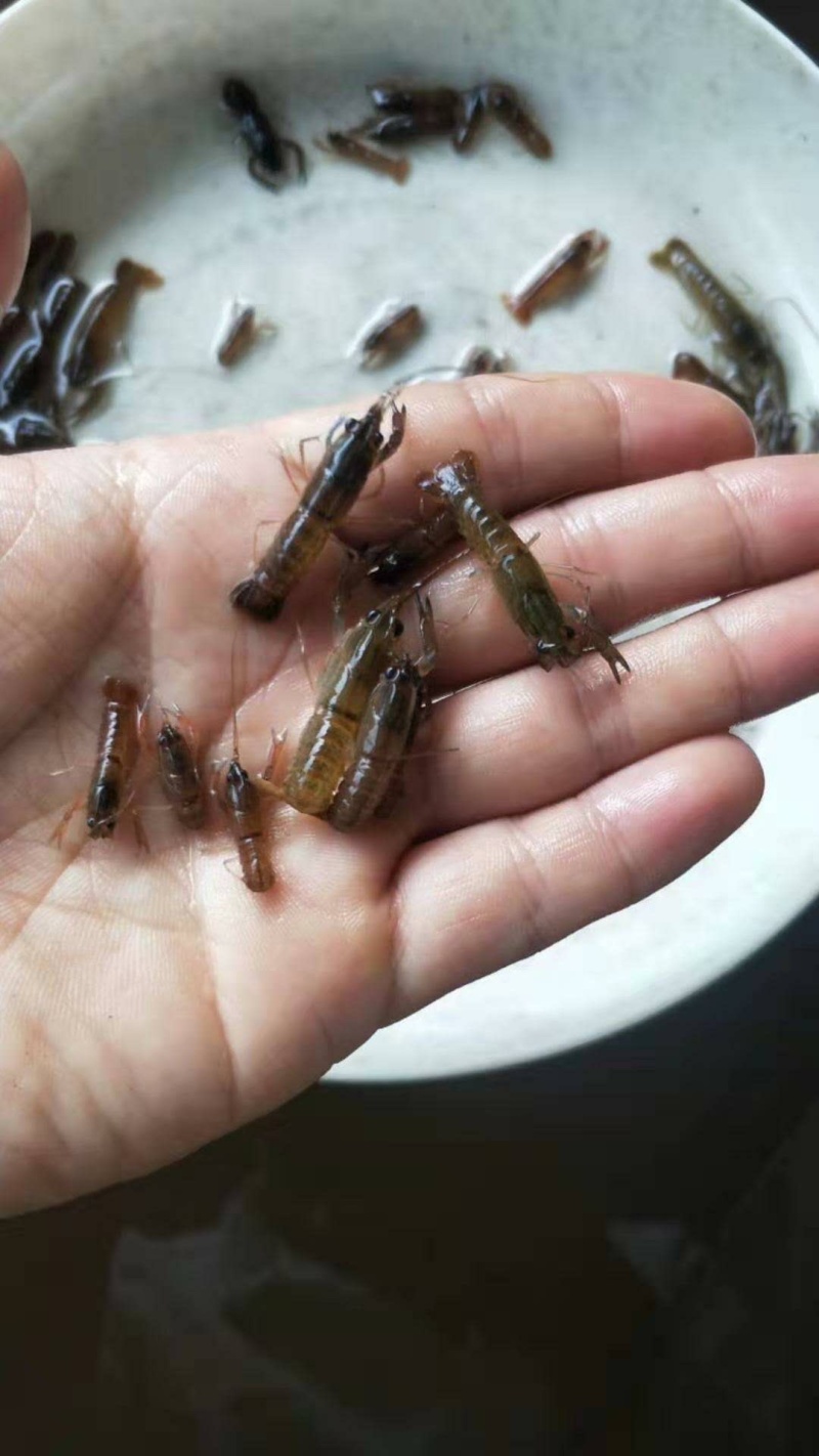 澳洲龙虾苗/量大从优全国包邮。