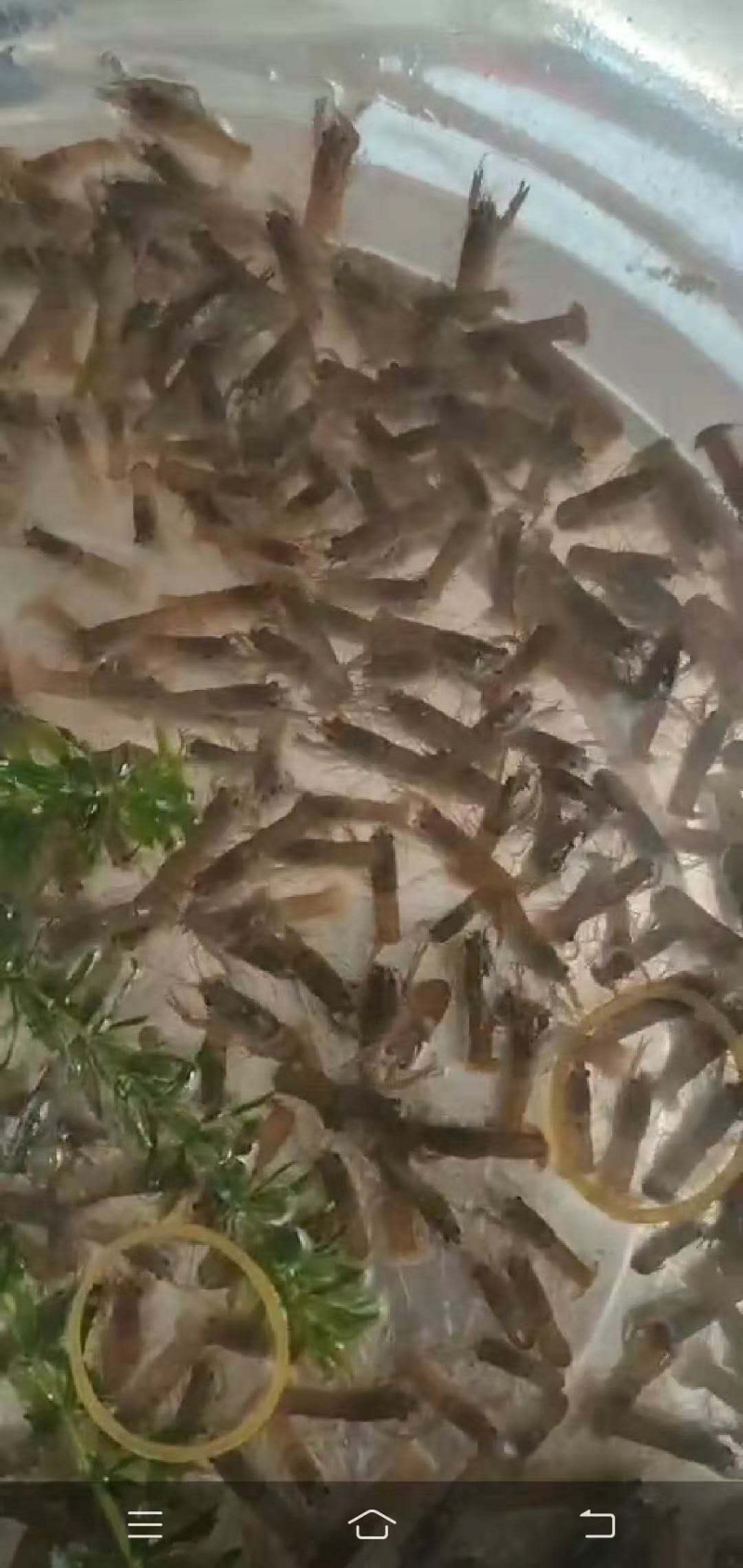 澳洲龙虾苗/量大从优全国包邮。