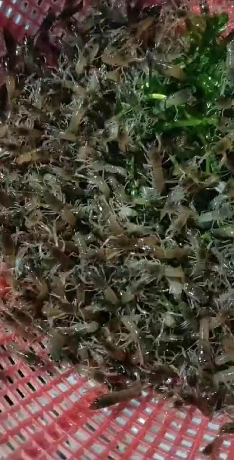 澳洲龙虾苗/量大从优全国包邮。
