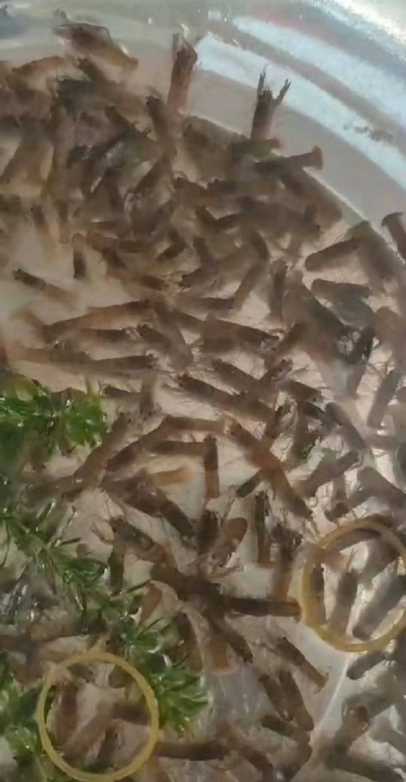 澳洲龙虾苗/量大从优全国包邮。