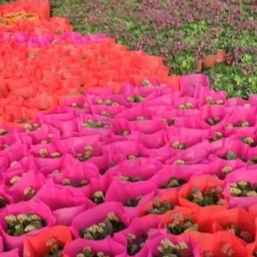 长寿花