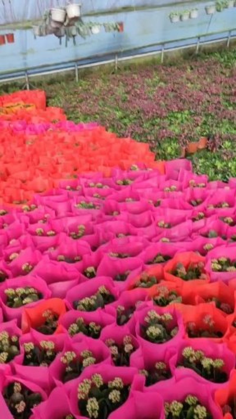 长寿花