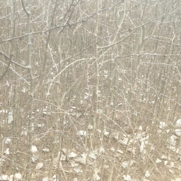 【精品花椒苗】大红袍花椒苗产地直发大量供应