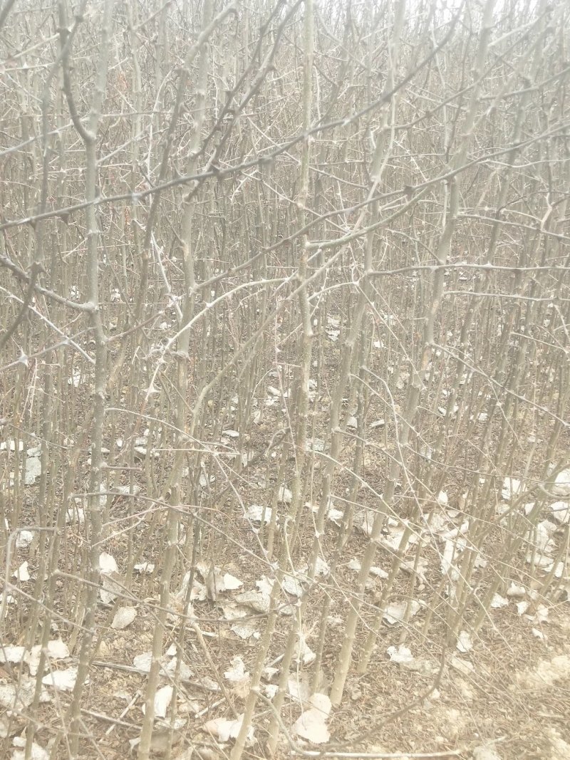 【精品花椒苗】大红袍花椒苗产地直发大量供应