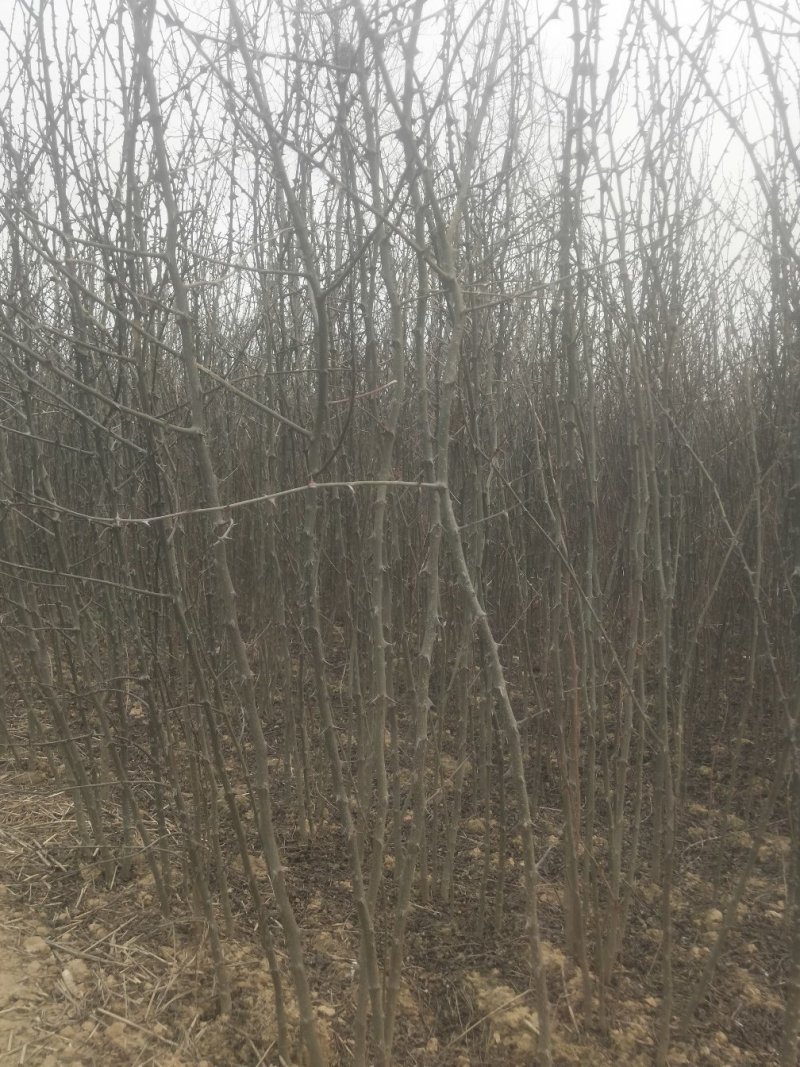 【精品花椒苗】大红袍花椒苗产地直发大量供应