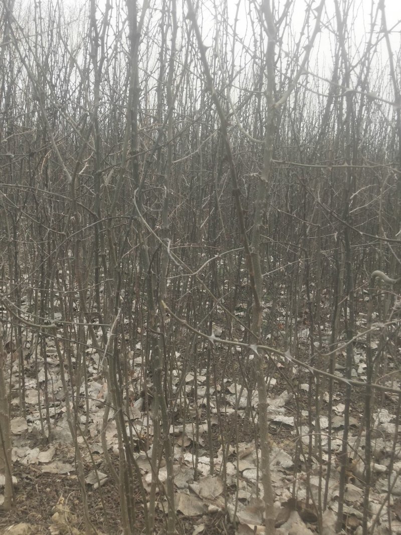 【精品花椒苗】大红袍花椒苗产地直发大量供应