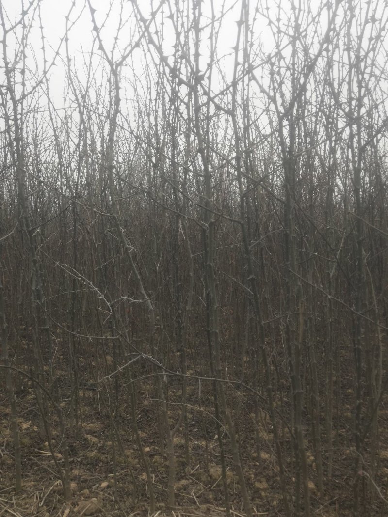 【精品花椒苗】大红袍花椒苗产地直发大量供应