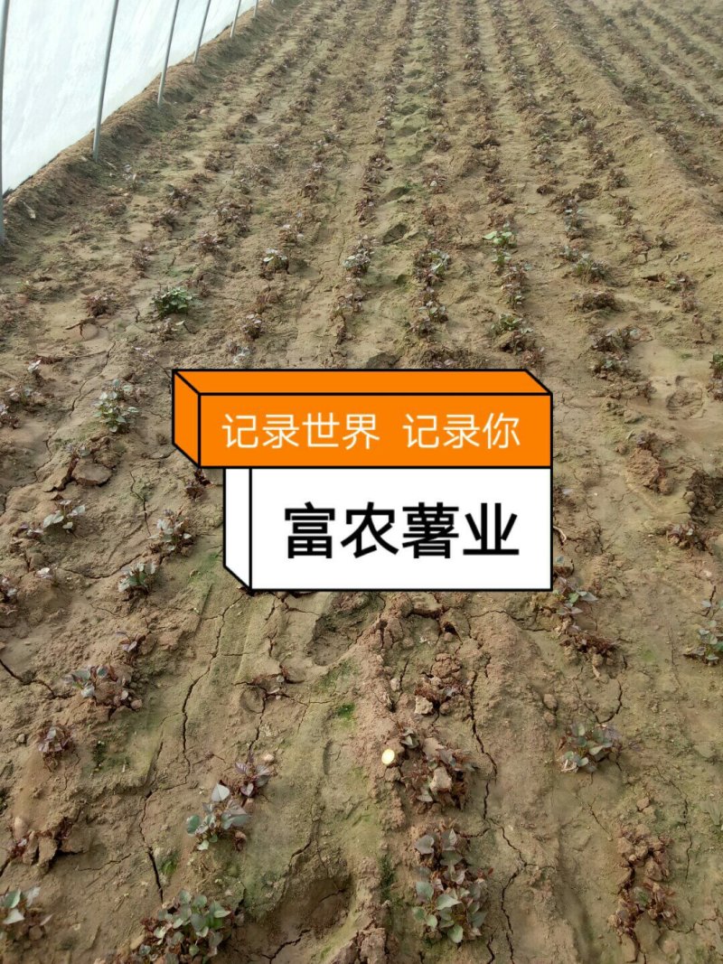 西瓜红红薯苗.地瓜苗20-30