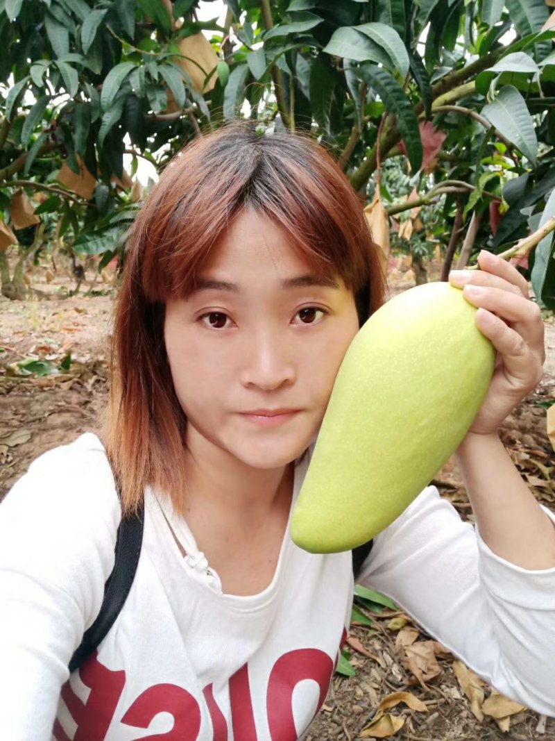海南金煌芒芒果、特级果芒果、果园现摘，一件代发