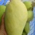 海南金煌芒芒果、特级果芒果、果园现摘，一件代发