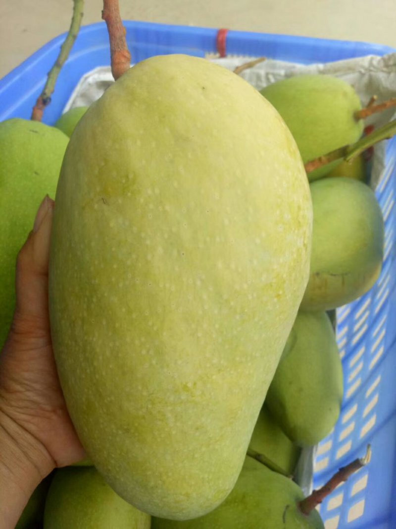 海南金煌芒芒果、特级果芒果、果园现摘，一件代发