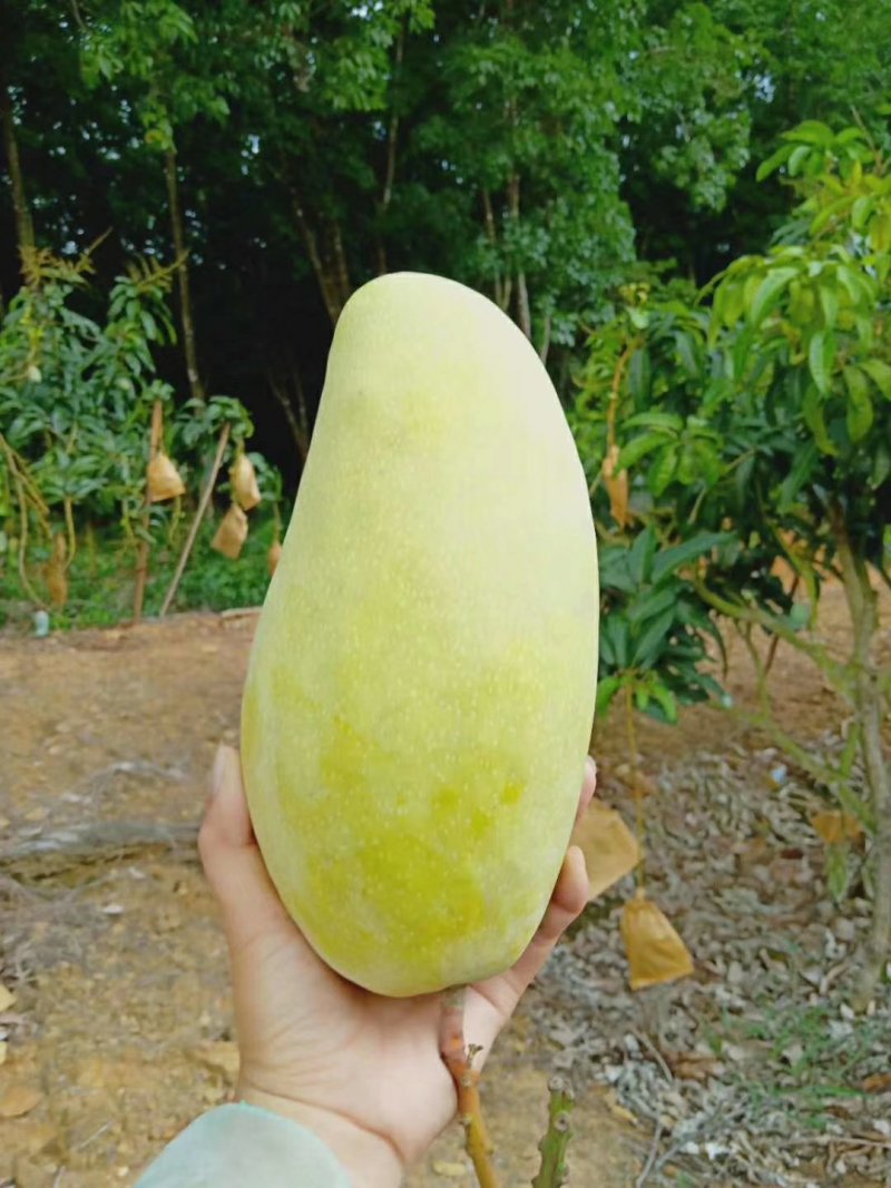 海南金煌芒芒果、特级果芒果、果园现摘，一件代发