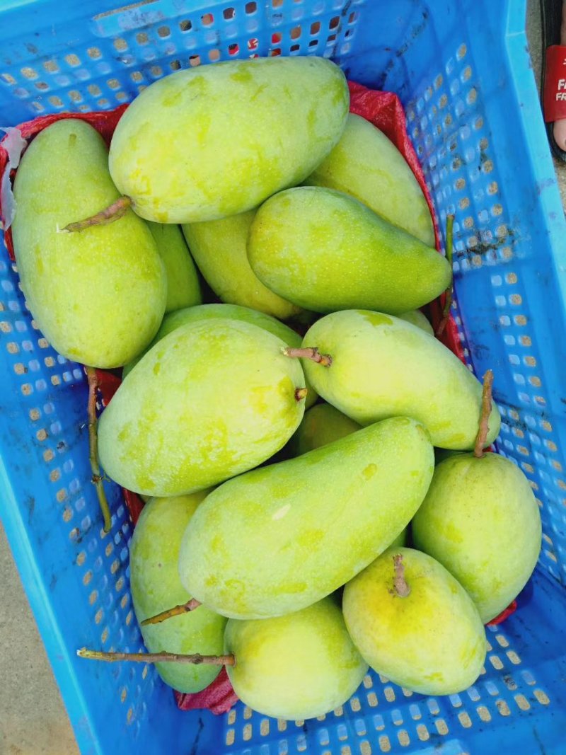 海南金煌芒芒果、特级果芒果、果园现摘，一件代发