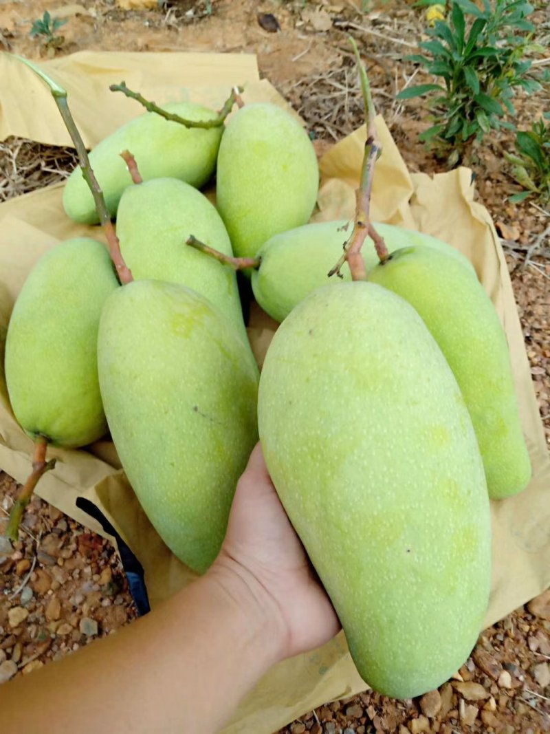 海南金煌芒芒果、特级果芒果、果园现摘，一件代发