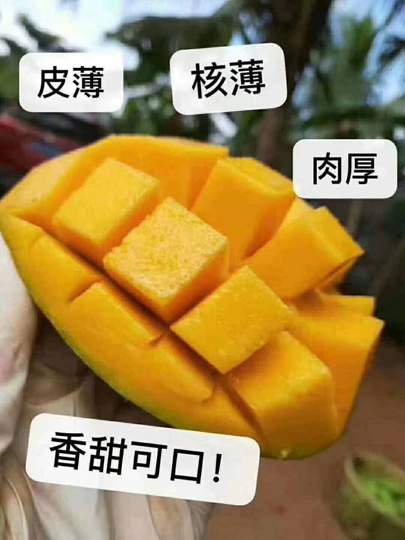 海南金煌芒芒果、特级果芒果、果园现摘，一件代发