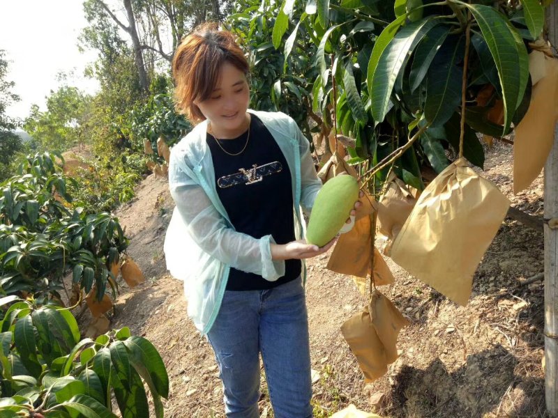 海南金煌芒芒果、特级果芒果、果园现摘，一件代发