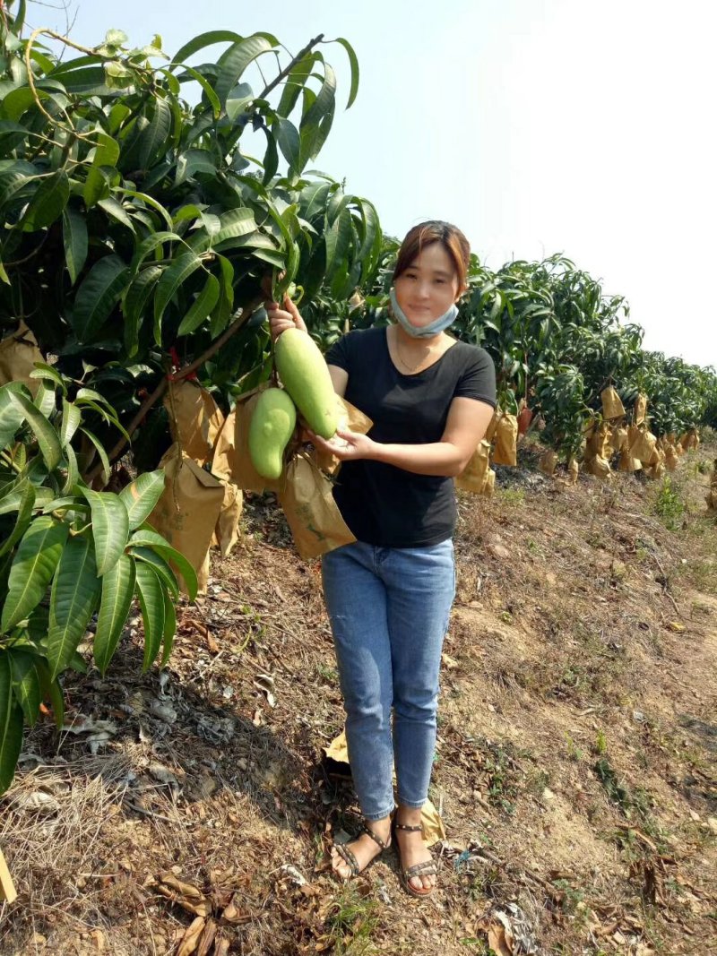 海南金煌芒芒果、特级果芒果、果园现摘，一件代发