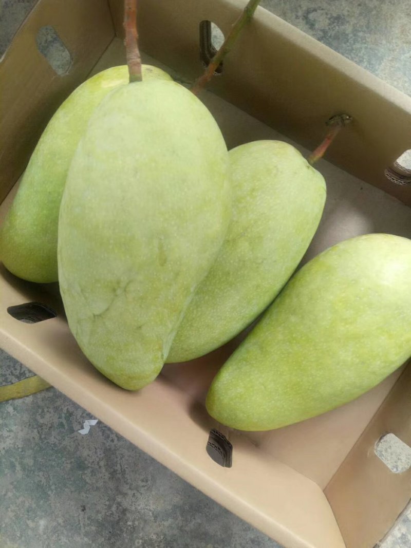 海南金煌芒芒果、特级果芒果、果园现摘，一件代发