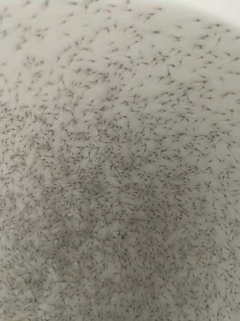 【推荐】河虾苗/青虾苗/基地一手货源全国包邮