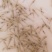 【推荐】河虾苗/青虾苗/基地一手货源全国包邮