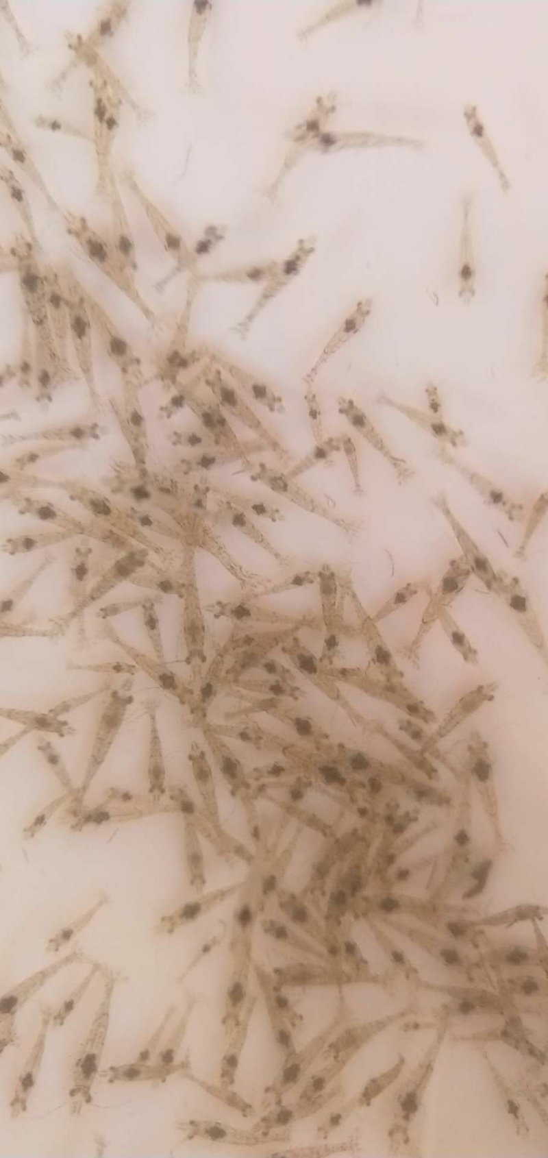 【推荐】河虾苗/青虾苗/基地一手货源全国包邮