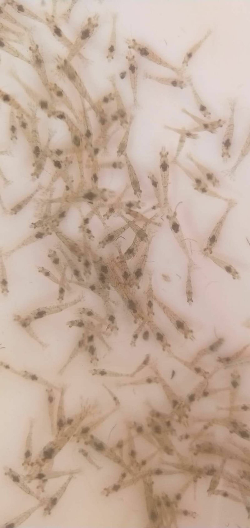 【推荐】河虾苗/青虾苗/基地一手货源全国包邮