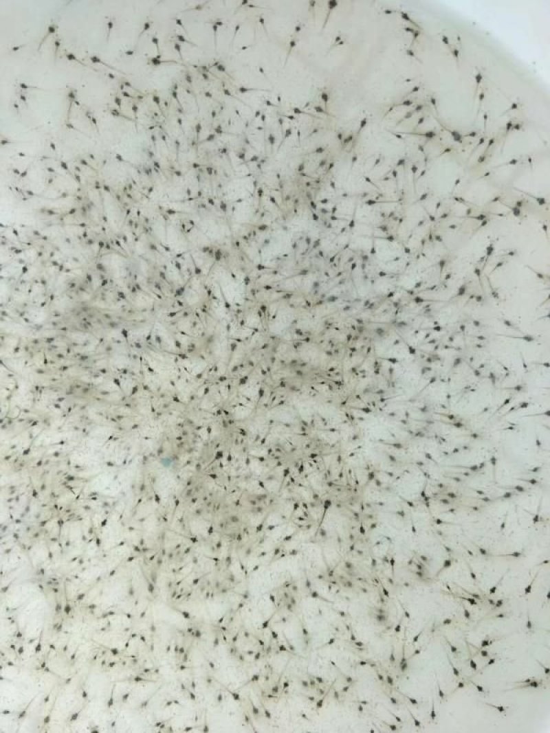 【推荐】河虾苗/青虾苗/基地一手货源全国包邮