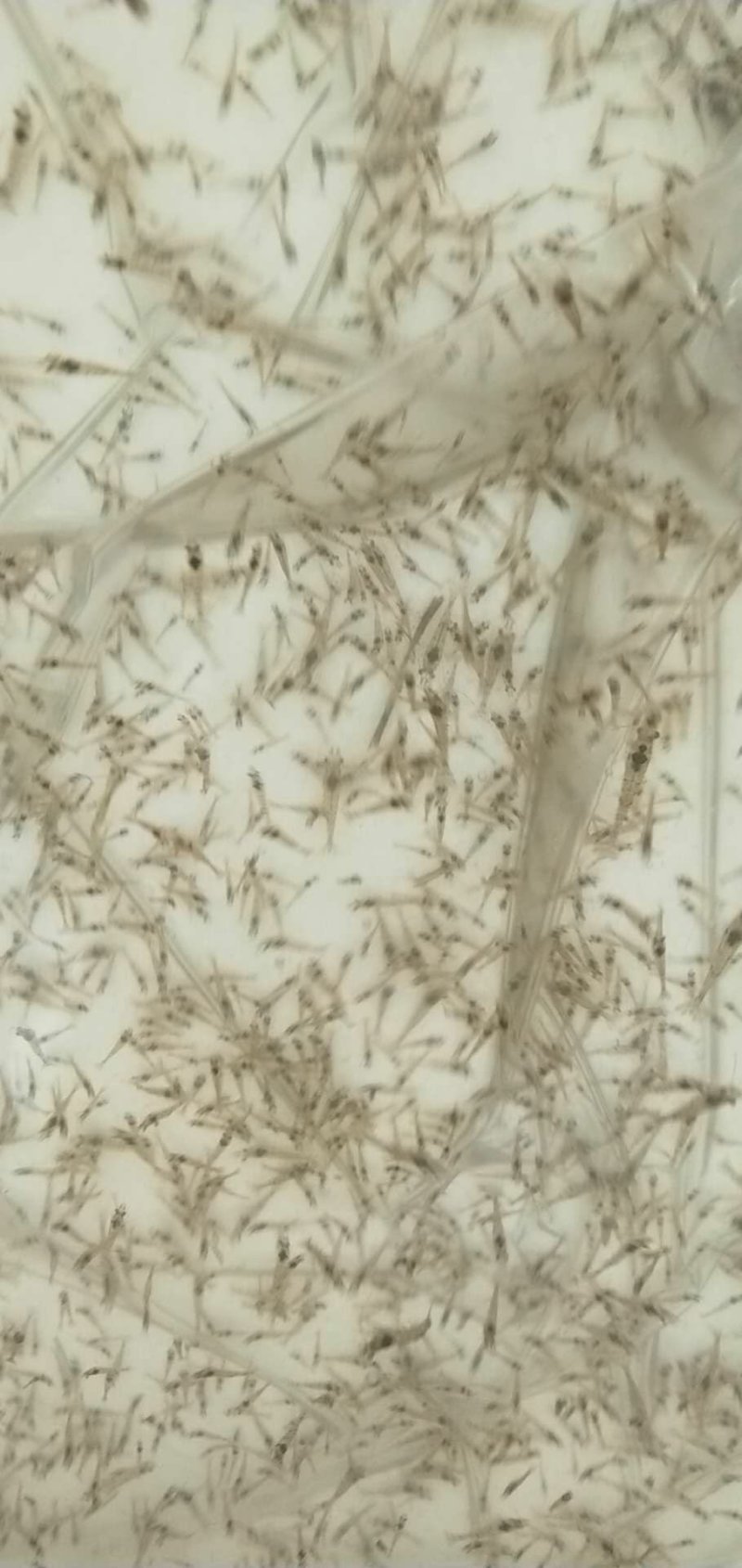 【推荐】河虾苗/青虾苗/基地一手货源全国包邮