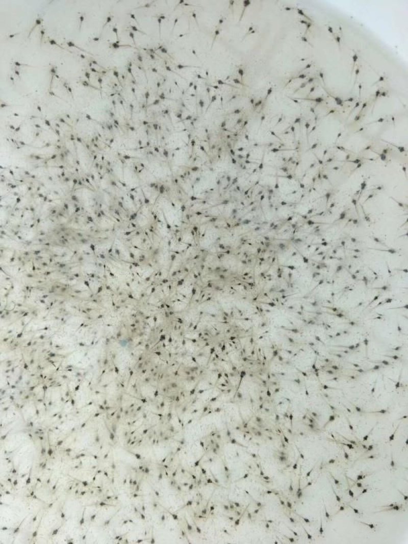 青虾苗/河虾苗/大量大从优全国包邮