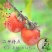 柿子苗，脆甜柿子苗，黑柿子苗-软柿子苗～品种保证